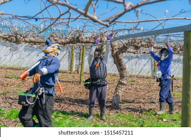 Te Puke New Zealand - September 20 2019; Kiwifruit Orchard Before New Spring Growth At Pruning Time With Three Workers.