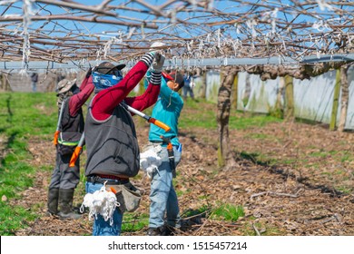 Te Puke New Zealand - September 20 2019; Three Workers In Kiwifruit Orchard Before New Spring Growth At Pruning Time.