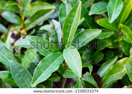 Tea Camellia sinensis the upper leaves on the bushes. A Green tea leaves on a branch.