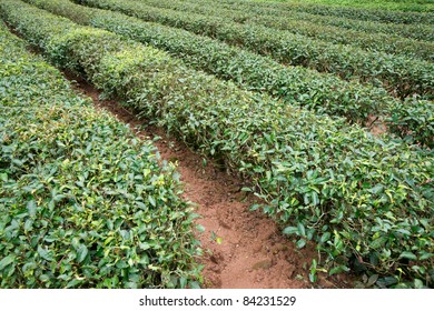 Tea Cropland,fujian Province,china