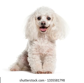 57,921 Poodle Stock Photos, Images & Photography | Shutterstock