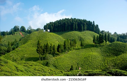 Tea Estate And Meadows In Mirik,Darjeeling, West Bengal, India