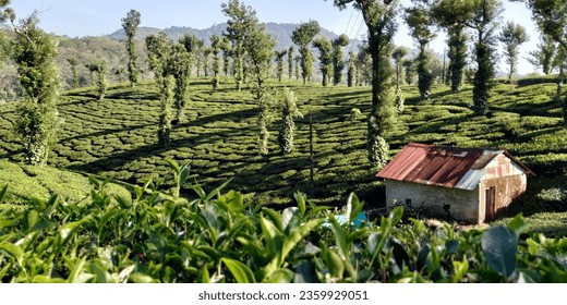 Tea Estates Of India ,Kerala ,Palakkad