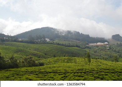 Tea Estates, Kotagiri, Tamil Nadu, India