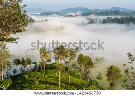 Tea Estates in the morning mist, Haputale, Uva Province, Southern Highlands, Sri Lanka