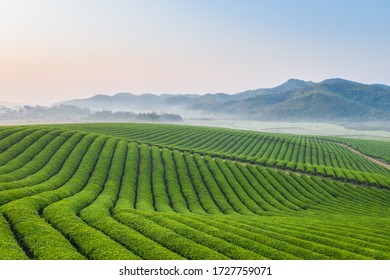 Tea Farm Landscape In Dawn