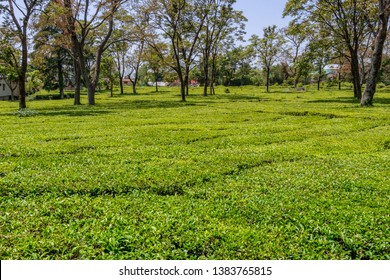 Tea Farm Landscape In Palampur, India