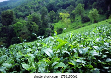Tea Farm. Lung Dech Tea Farm at Chiang Mai, Thailand. ORGANIC GREEN TEA. farming.