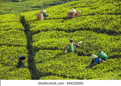 Tea Farmers In Sinumbra Tea Plantation, Bandung, West Java, Indonesia, Harvesting Tea Leaf During May 2014.