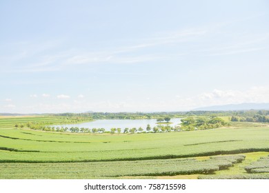 the tea field 