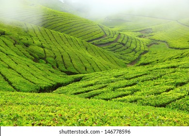 Tea Field In Coonoor, India