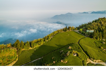 Tea Fields In Alishan - Taiwan