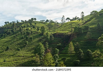 Tea Fields Green Landscape, Nuwara Eliya Green Hills, Sri Lanka