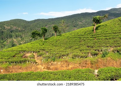 Tea Fields Green Landscape, Nuwara Eliya Green Hills, Sri Lanka