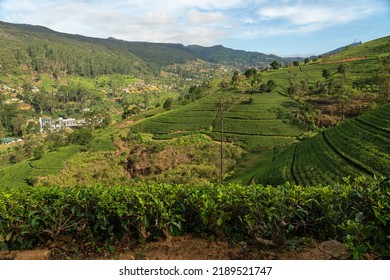 Tea Fields Green Landscape, Nuwara Eliya Green Hills, Sri Lanka