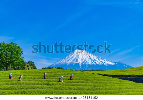 静岡県富士市大渕笹場の茶畑 訳文 大淵の緑茶 の写真素材 今すぐ編集