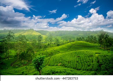 Tea Fields In Sri Lanka