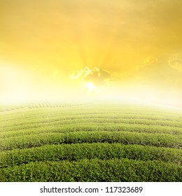 Tea Fields And Sun Sky For Background