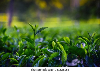 Tea Garden in Assam 