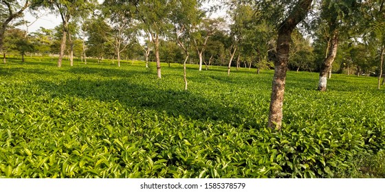 Tea Garden in Assam India 
