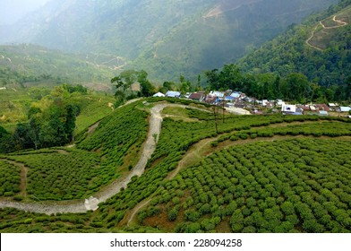 Tea Garden In Darjeeling, India