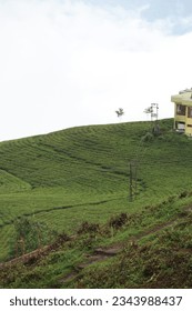 tea garden field | tea garden esatae sikkim | incredible sikkim | sikkim tea 