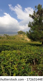  Tea Garden In Karang Anyar