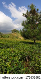  Tea Garden In Karang Anyar