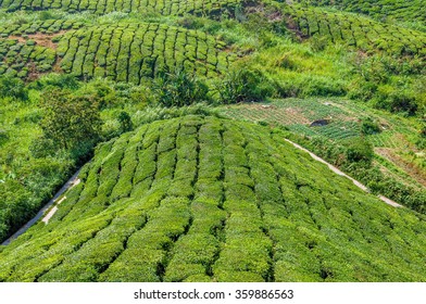 Tea Garden Malaysia Stock Photo 359886563 | Shutterstock