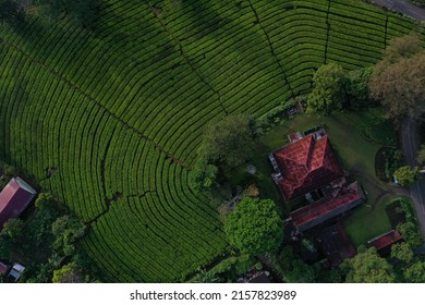 Tea Garden, Mountain Scene With Fresh Green View From Above