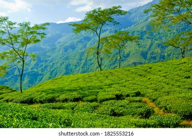 Tea Gardens Of Darjeeling, Most Expensive Tea Producer In The World. The Best View Of Tea Plantation In Darjeeling, India.