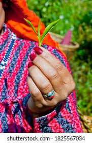 Tea Gardens Of Darjeeling, Most Expensive Tea Producer In The World. The Best View Of Tea Plantation In Darjeeling, India.