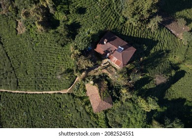 Tea Gardens Drone Photo Surmene Trabzon Turkey