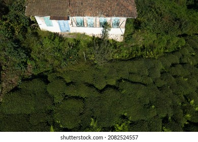 Tea Gardens Drone Photo Surmene Trabzon Turkey