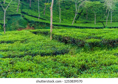 Tea Gardens Near Srimangal Bangladesh Stock Photo 1253839570 | Shutterstock