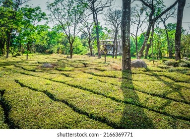 In The Tea Gardens Of Palampur 