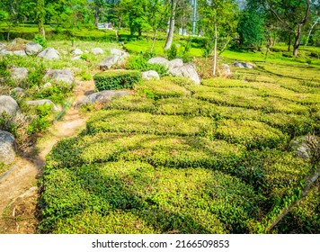 In The Tea Gardens Of Palampur 