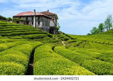 Tea gardens in Turkey
Traditional old house and green tea gardens in Çeceva village of Rize province. Tea garden background photo. Tea garden and blue sky in the background. - Powered by Shutterstock