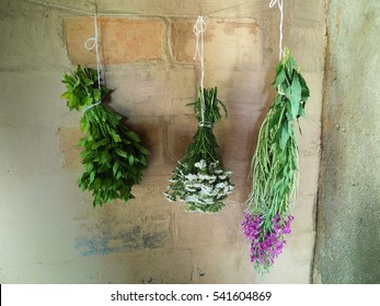 Tea Herbs Drying Against An Old Oven In A Country House Representing Sustainable Gardening Practice. 