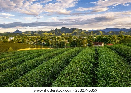The tea hills in Hung Son commune, Do Luong district, Nghe An province, Vietnam, one of the famous tea plantation planning areas of Nghe An. Imagine de stoc © 