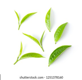 Tea Leaf Isolated On White Background. Top View