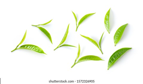 Tea Leaf Isolated On White Background. Top View