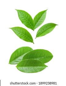 Tea Leaf Isolated On White Background