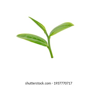 Young leaf foto