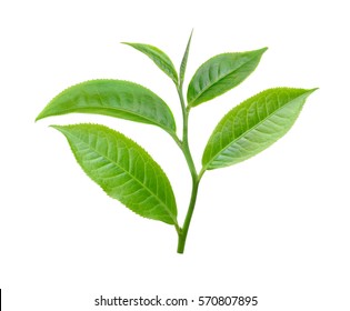 Tea Leaf Isolated On White Background