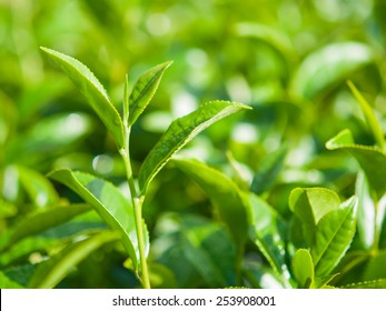 Tea Leave In The Field