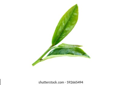 Tea Leave On White