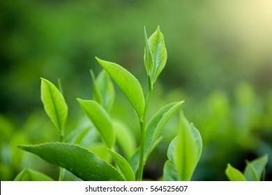 Tea Leave In Tea Plantation