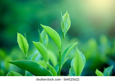 Tea Leave In Tea Plantation