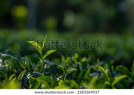 tea leaves close up garden plantation landscape at Assam India